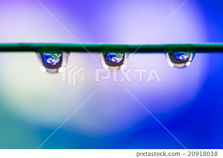 Rainbow rose, water droplet, closeup, macro. Rainbow rose, water droplet, closeup, macro. 20918038