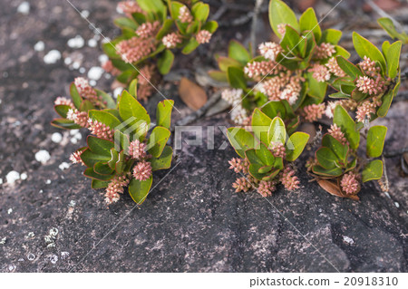 endemic plants on the plateau, Roraima - Venezuela endemic plants on the plateau, Roraima - Venezuela 20918310
