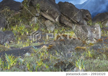 ancient rocks, Roraima tepui Venezuela 20918320