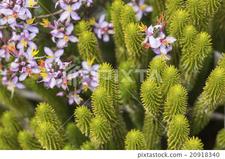 endemic plants on the plateau, Roraima - Venezuela 20918340