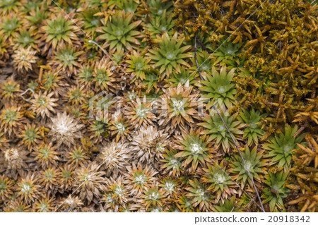 Aloe vera plants, tropical green plants  20918342