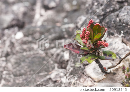 endemic plants on the plateau, Roraima - Venezuela endemic plants on the plateau, Roraima - Venezuela 20918343