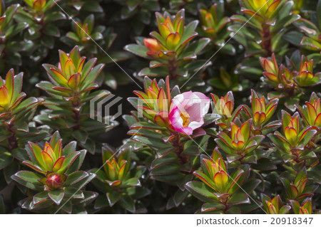 endemic plants on the plateau, Roraima - Venezuela endemic plants on the plateau, Roraima - Venezuela 20918347