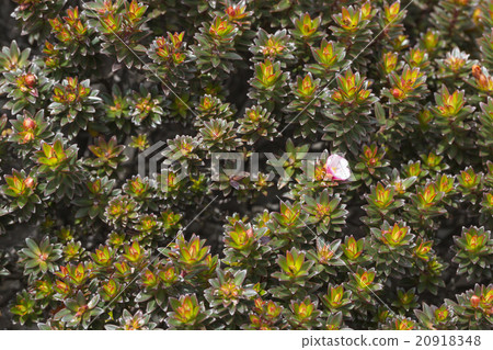endemic plants on the plateau, Roraima - Venezuela endemic plants on the plateau, Roraima - Venezuela 20918348