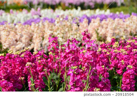 Chikura縣Chikura花園 Chikura縣Chikura花園 20918504