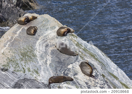Fur seals  colony in Milford Sound, Fior 20918668