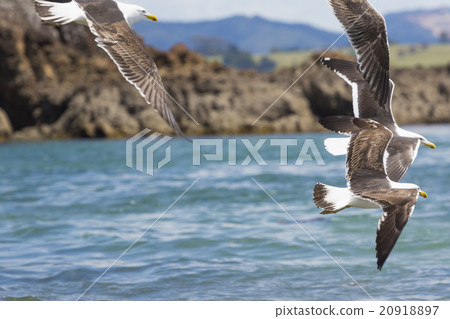 Sea Gull in New Zealand coast. 20918897