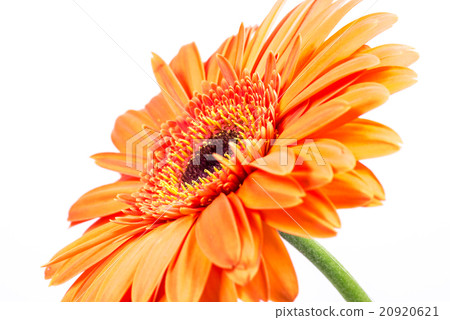 大丁草,特寫鏡頭,宏指令。 大丁草,特寫鏡頭,宏指令。 20920621