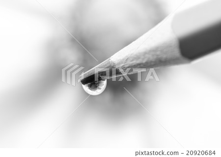 Anemone, water drop, closeup, macro, monochrome. 20920684