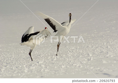 Beautiful cranberry courtship dance red-crowned cranes 20920793