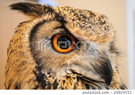 面對Bengaluwashimi蛤蜊 20924551