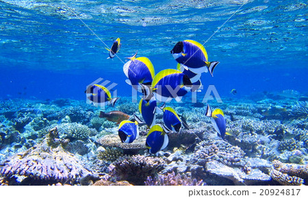 馬爾代夫 馬爾代夫 20924817