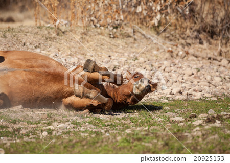 Wild horse Rolling in Dirt in the Desert 20925153