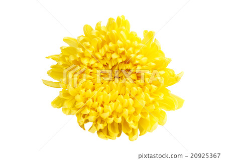 yellow color Chrysanthemum yellow color Chrysanthemum 20925367