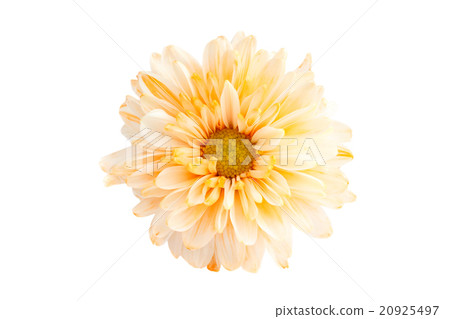 Chrysanthemum Chrysanthemum 20925497