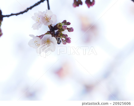 櫻花了 20925606