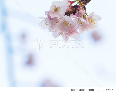 櫻花了 櫻花了 20925607