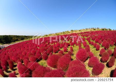 Hikiriku海灘公園風景視圖秋葉Kokia小山 20925754