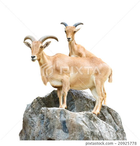 Serow (Mountain Goat , Capricornis sumatraensis) 20925778