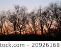 Evening landscape 20926168