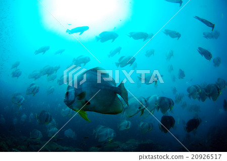 燕子的小麥 燕子的小麥 20926517