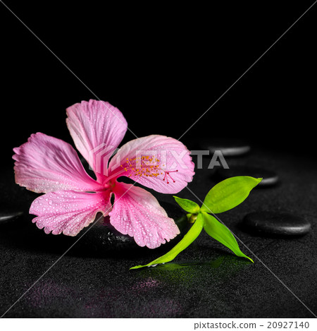 spa background of pink hibiscus flower and  bamboo 20927140