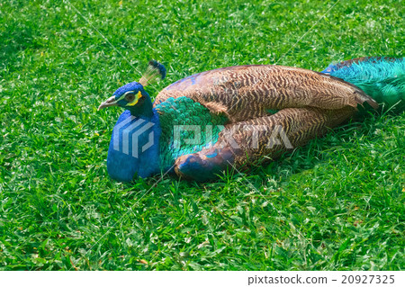 Peacock lying on green grass Peacock lying on green grass 20927325