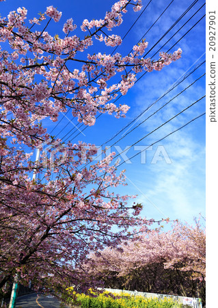 在Miura海岸的Kawazu櫻桃樹 20927901