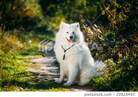 Very Funny Happy Funny Lovely Pet White Samoyed Very Funny Happy Funny Lovely Pet White Samoyed 20928493