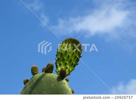 cactuses closeup in natural conditions cactuses closeup in natural conditions 20928737
