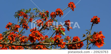 Flamboyant tree (Royal Poinciana or Delonix regia Flamboyant tree (Royal Poinciana or Delonix regia 20928763