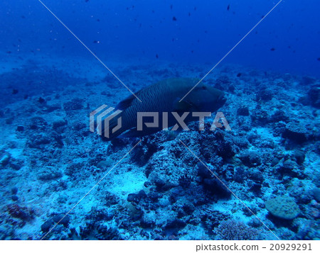 受歡迎的人拿破崙似的魚在帕勞海 受歡迎的人拿破崙似的魚在帕勞海 20929291
