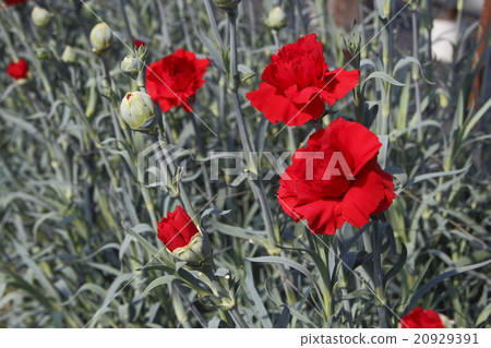 "Carnation" shooting at the Kawase Carnation sample garden 20929391
