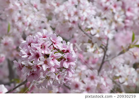 Japanese cherry blossoms in full bloom in Los Angeles, Palos Verdes Botanical Garden morning Japanese cherry blossoms in full bloom in Los Angeles, Palos Verdes Botanical Garden morning 20930259