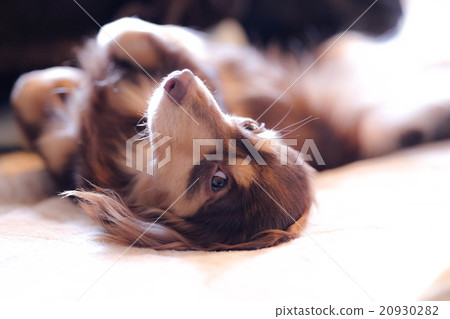 Dog Duck Fund 20930282