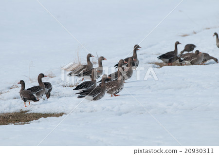 馬甘在雪地上 20930311