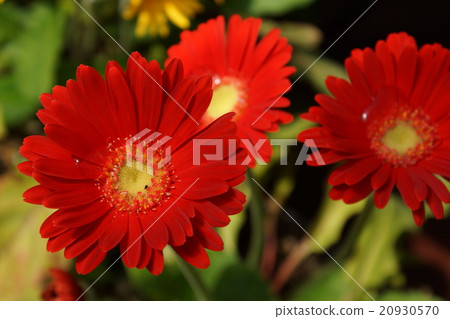 Gerbera vermillion 20930570