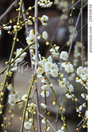 Kitano Tenman-shū plum flower 16 20930638