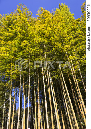 Kunisaki-jima的長安寺 Kunisaki-jima的長安寺 20930936