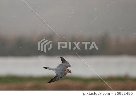 A moth orchid flying over a snowing farming land A moth orchid flying over a snowing farming land 20931490