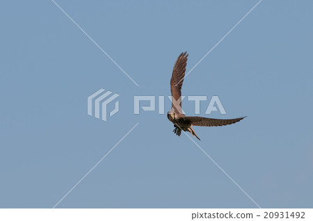 The butterfly that captured the birds The butterfly that captured the birds 20931492