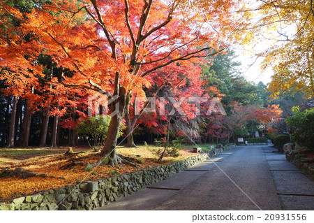 Kagoshima's Saginomori Shrine 20931556