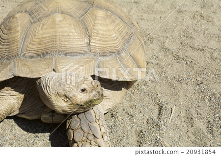 龜龜 龜龜 20931854