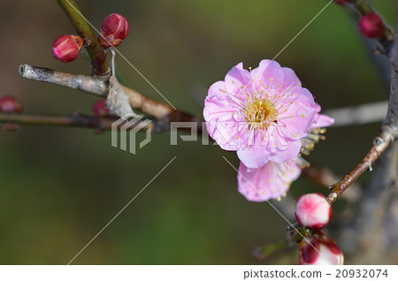 Plum blossom  20932074
