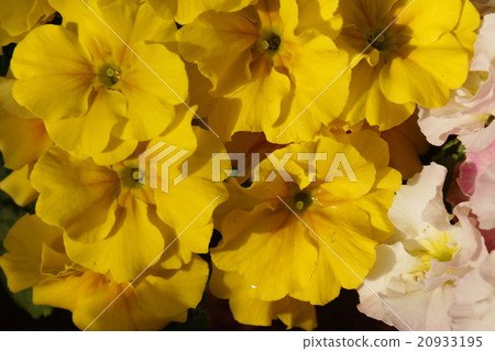 Primula family yellow flower 20933195