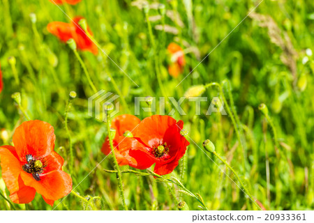 Red poppies in a summer meadow on sunny day 20933361