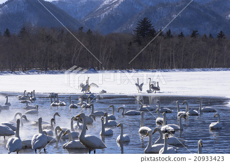 Kussharo lakeside in the winter season Kussharo lakeside in the winter season 20933423