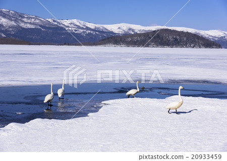 Kussharo湖邊在冬季 Kussharo湖邊在冬季 20933459