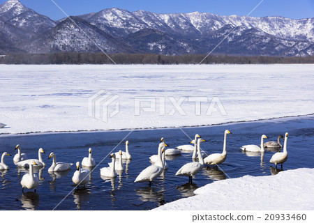 Kussharo湖邊在冬季 20933460