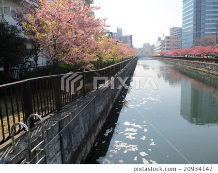 梅花樹 梅花樹 20934142